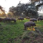 Pata Negra iberischer schinken und mediterrane Ernährung für ein gesundes Leben