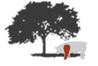 Vorderkeule