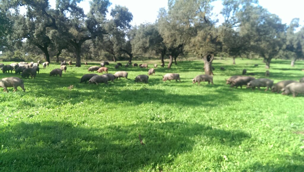 Iberische Schweine in der Montanera bei der Eichelmast in der Dehesa