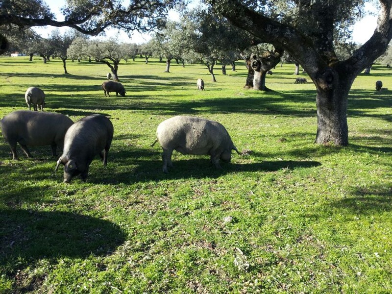 Iberische Schweine auf der Weide